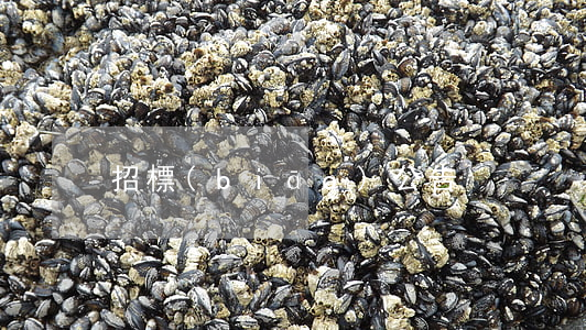 招標(biāo)公告