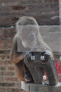 招標(biāo)組織形式有哪些