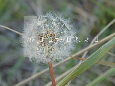 招標書的編制原則
