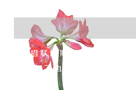 招联好期待逾期半年-招联好期待逾期半年多了,也没人催收怎么回事