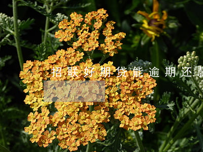 招联好期贷能逾期还款吗