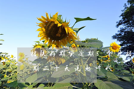 招联好期贷逾期5个月(招联好期贷还不上逾期二十天说起诉我)