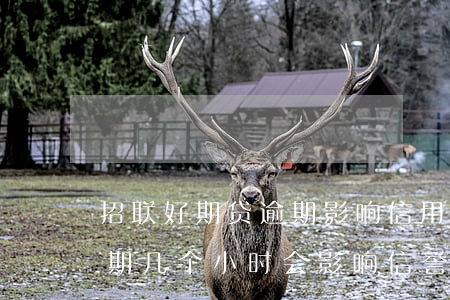 招联好期贷逾期影响信用卡么(招联好期贷逾期几个小时会影响信誉吗)