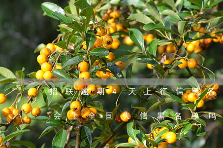 招联逾期4天上征信黑名单吗(招联金融逾期会上全国失信黑名单吗)