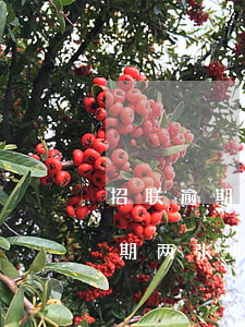 招联逾期两张联通卡收不到短信了-招联逾期两张联通卡收不到短信了怎么办