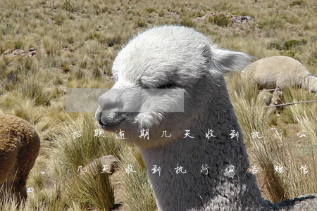 招联逾期几天收到执行公告短信-招联逾期几天收到执行公告短信通知
