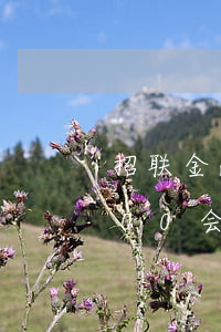 招联金融欠6000会怎样(招联金融欠6000会怎样)