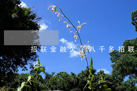 招联金融欠了八千多(招联金融有二十几万没还)