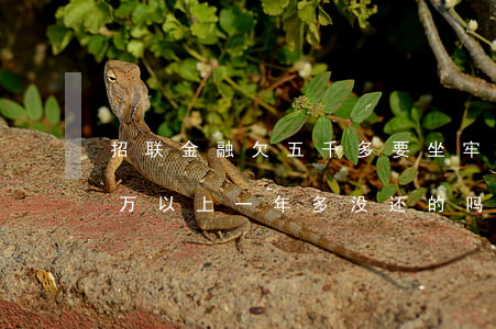 招联金融欠五千多要坐牢吗(有欠招联金融五万以上一年多没还的吗?)