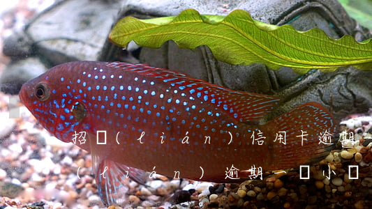 招聯(lián)信用卡逾期一年多少(招聯(lián)逾期一個小時)