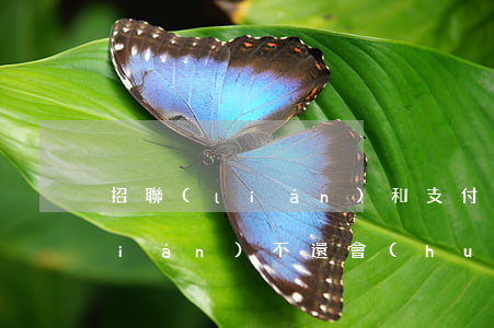 招聯(lián)和支付寶都逾期(招聯(lián)不還會(huì)凍結(jié)支付寶嗎)
