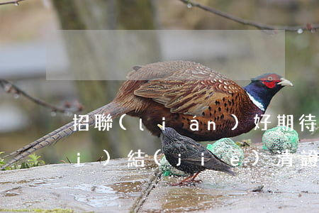 招聯(lián)好期待逾期多久開(kāi)結(jié)清證明-