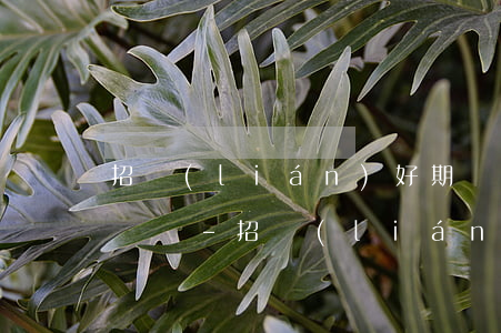 招聯(lián)好期貸分期還款了能借出來嗎-招聯(lián)好期貸分期還款了能借出來嗎安全嗎
