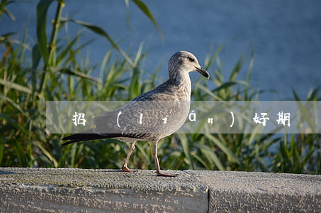 招聯(lián)好期貸利息高嗎