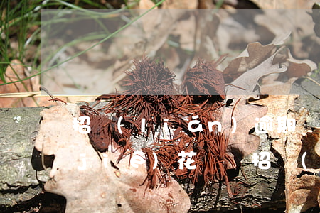 招聯(lián)逾期會(huì)凍結(jié)花唄嗎(招聯(lián)逾期一次就凍結(jié)了,多久才能借)