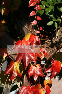 招聯(lián)逾期會(huì)從支付寶余額扣錢嗎（招聯(lián)逾期會(huì)從支付寶余額扣錢嗎）