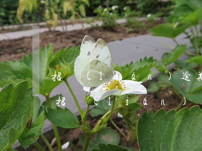招聯(lián)逾期發(fā)送律師函(招聯(lián)發(fā)律師函會怎么樣)