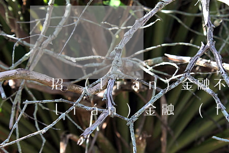 招聯(lián)金融不還了信用卡(招聯(lián)金融發(fā)信息說(shuō)我欠信用卡)