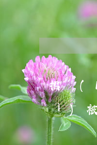 招聯(lián)金融欠4000會(huì)被起訴嗎(招聯(lián)金融欠了1000多塊逾期了會(huì)被起訴嗎?)