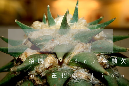 招聯(lián)金融欠了7萬(現(xiàn)在招聯(lián)金融欠1000 7個(gè)月還會(huì)怎么樣)