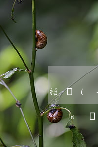 招聯(lián)金融網(wǎng)貸網(wǎng)貸逾期(招聯(lián)金融網(wǎng)貸逾期了暫時(shí)還不上怎么辦)