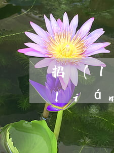 招聯(lián)金融貸款逾期三天(招聯(lián)金融逾期3天會打電話給家里人嗎)