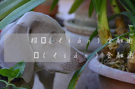 招聯(lián)金融逾期1年會起訴嗎(招聯(lián)金融逾期一年多了說要向人民法院提起訴訟咋辦)