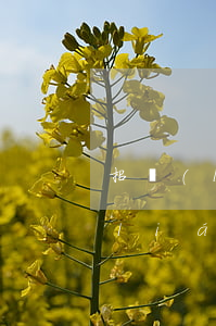 招聯(lián)金融逾期了怎么辦(招聯(lián)金融逾期半年了目前這種情況更是無力還款了怎么辦)