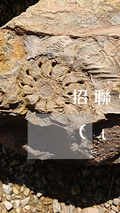 招聯(lián)金融還款寬逾期7天(招聯(lián)金融逾期了十天會(huì)不會(huì)導(dǎo)致全額還)