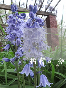 招行e分期合并还款 招行e分期和账单分期