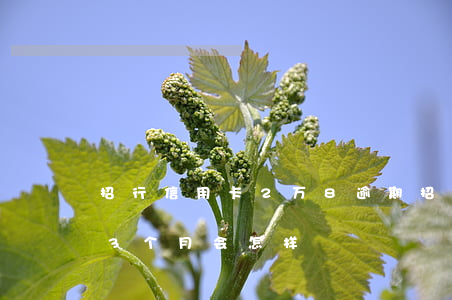招行信用卡2万8逾期（招商信用卡2万逾期3个月会怎样）