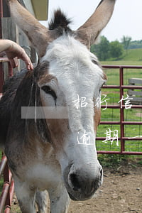 招行信用卡2萬8逾期-招行信用卡2萬8逾期一天