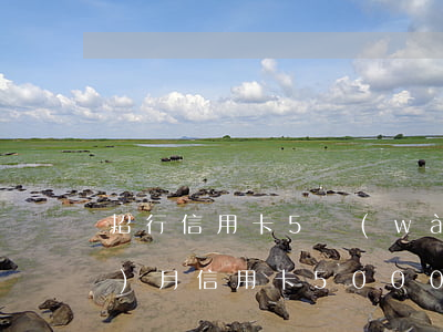 招行信用卡5萬(wàn)逾期3個(gè)月(信用卡5000逾期三個(gè)月)
