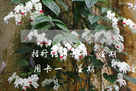 招行信用卡一個星期沒還算逾期嗎-招行信用卡一個星期沒還算逾期嗎怎么辦