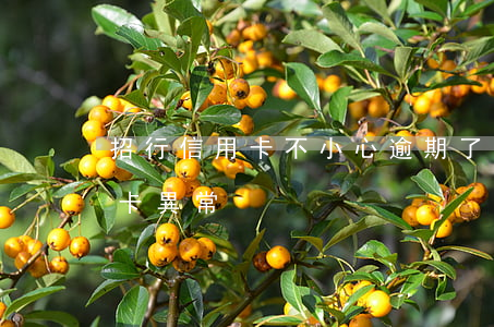 招行信用卡不小心逾期了(招行信用卡逾期用卡異常)