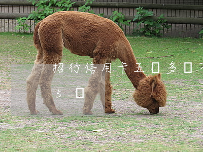 招行信用卡五萬多還不起怎么辦(招商信用卡5萬)