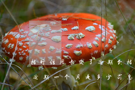 招行信用卡交了逾期费(招行信用卡3000逾期一个月是多少罚息)