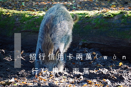 招行信用卡兩萬(wàn)額度逾期一天（招行信用卡兩萬(wàn)額度逾期）