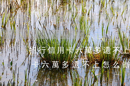 招行信用卡六萬多還不上怎么辦-招行信用卡六萬多還不上怎么辦呢