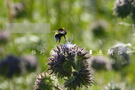 招行信用卡六萬逾期(招行信用卡六萬逾期)