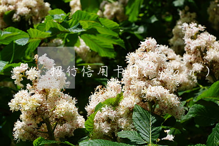 招行信用卡嚴(yán)重逾期卡還能用嗎