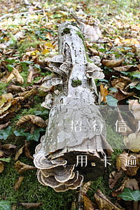 招行信用卡客服撤銷逾期記錄 招行怎么查信用卡逾期記錄