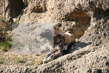 招行信用卡沒(méi)逾期被暫停使用