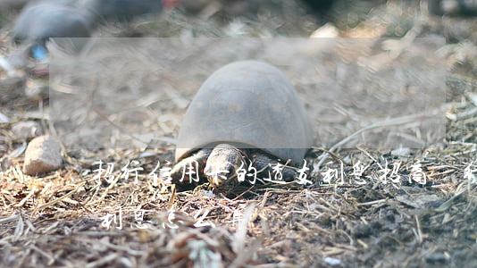招行信用卡的透支利息(招商銀行信用卡透支利息怎么算)