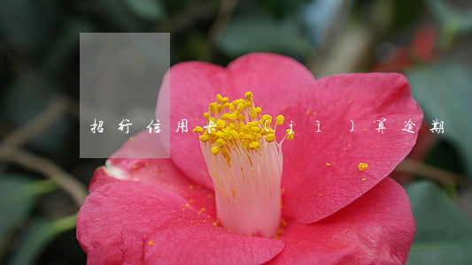 招行信用卡計(jì)算逾期