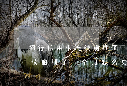 招行信用卡连续逾期了三个月(招行信用卡连续逾期了三个月怎么办)
