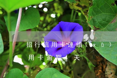 招行信用卡連續(xù)三個月逾期(招行信用卡 逾期4天)