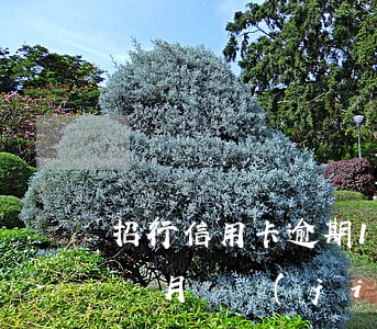 招行信用卡逾期10個月(招行信用卡逾期一個月凍結(jié)卡)
