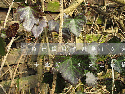 招行信用卡逾期18天上征信嗎-招行信用卡逾期18天上征信嗎有影響嗎
