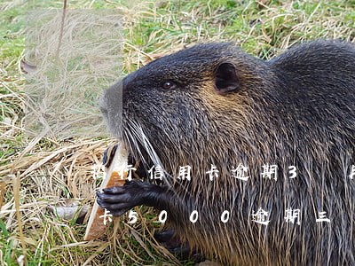 招行信用卡逾期3個月被起訴(招商銀行信用卡5000逾期三個月要起訴我真的么)